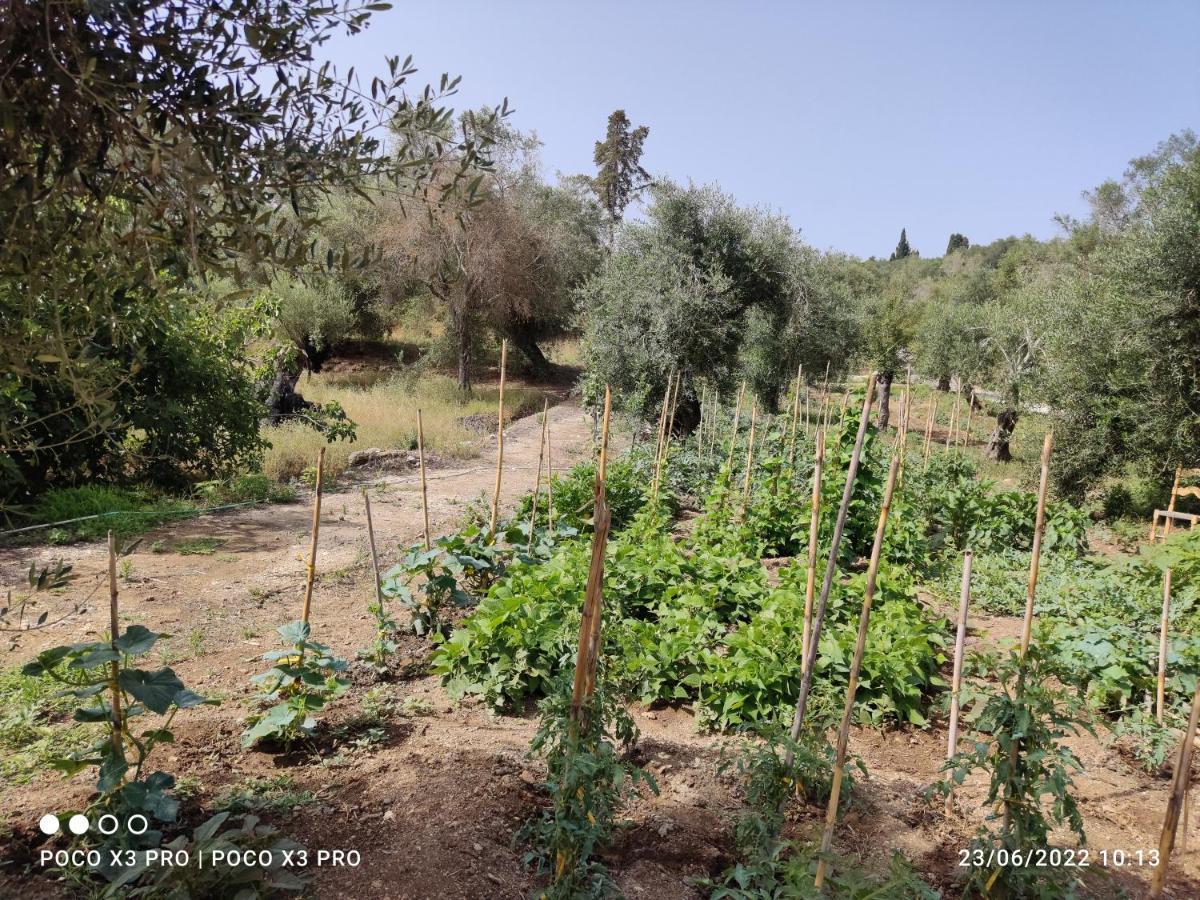 Corfu Oasis Studio Neochorakion Buitenkant foto